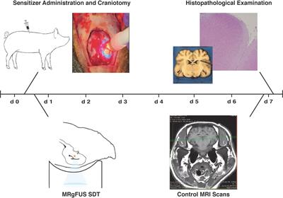 Intracranial Sonodynamic Therapy With 5-Aminolevulinic Acid and Sodium Fluorescein: Safety Study in a Porcine Model